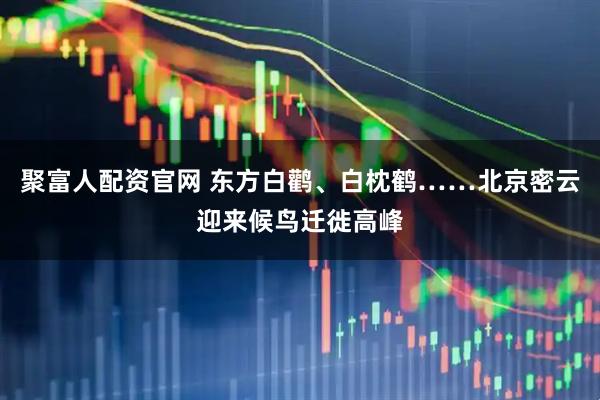 聚富人配资官网 东方白鹳、白枕鹤……北京密云迎来候鸟迁徙高峰